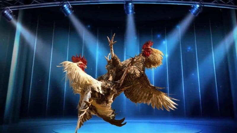 Các loại hình cá cược đá gà 9Bet hot hit