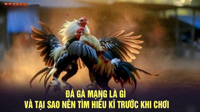 Tìm hiểu đá gà mạng là gì?