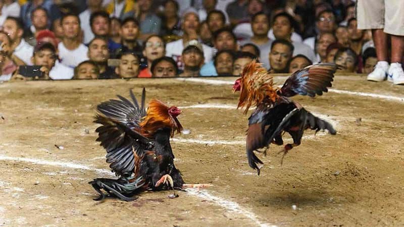 Lưu ý khi chơi đá gà mạng cần biết